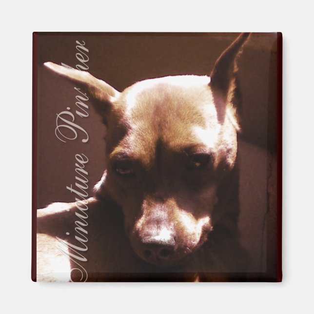 Íman Miniatura Pinscher (Frente)