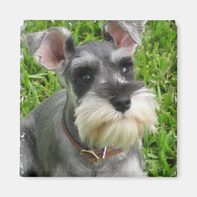 Íman Miniatura Schnauzer Magnet (Frente)