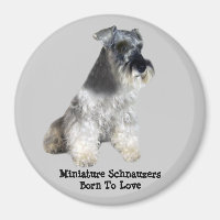 Miniatura Schnauzer Magnet
