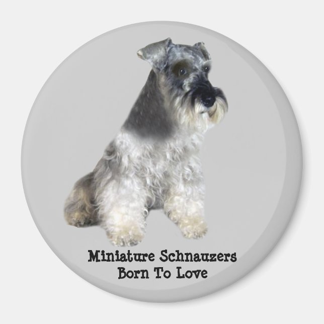 Íman Miniatura Schnauzer Magnet (Frente)