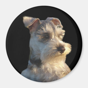 Íman Miniatura Schnauzer Magnet