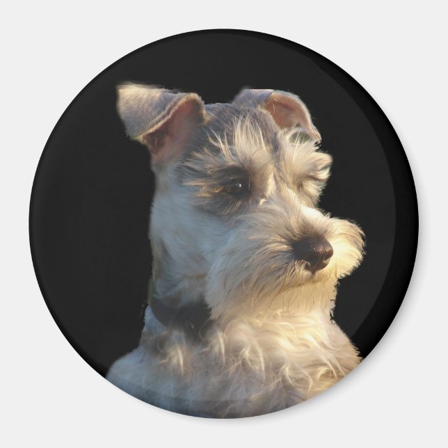 Íman Miniatura Schnauzer Magnet (Frente)