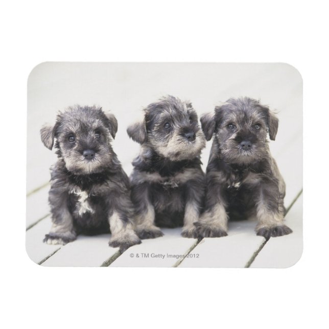 Íman Miniatura Schnauzer Puppies (Horizontal)