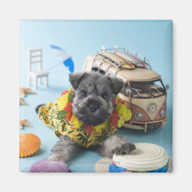 Íman Miniatura Schnauzer Puppy e férias de verão (Frente)