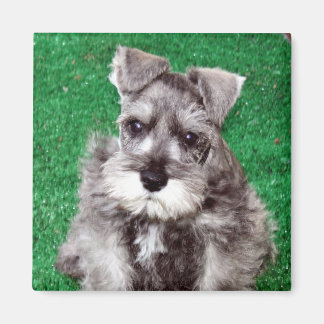 Íman Miniatura Schnauzer Puppy Magnet