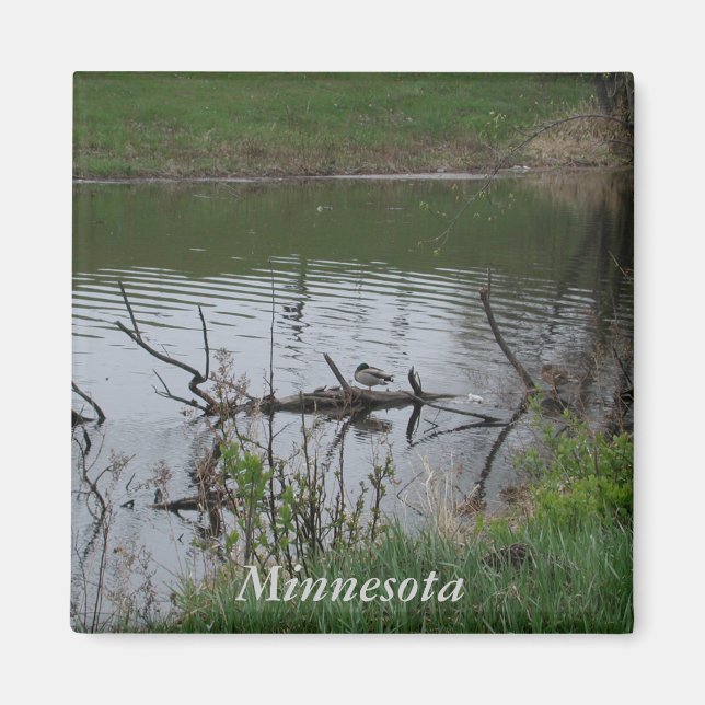 Íman Minnesota (Frente)