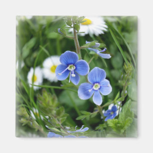 Íman minúsculas flores azuis