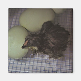 Íman Minutos velhos