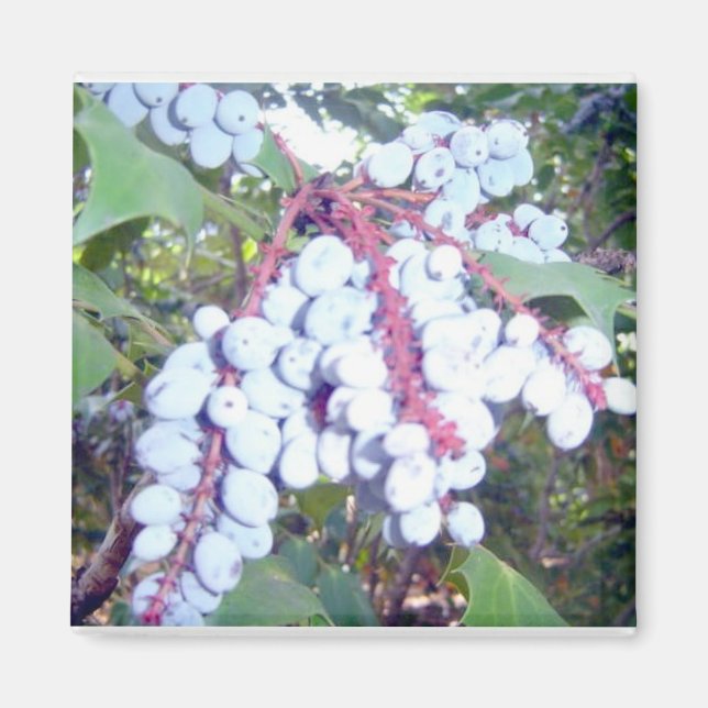 Íman Mirtilos (Frente)