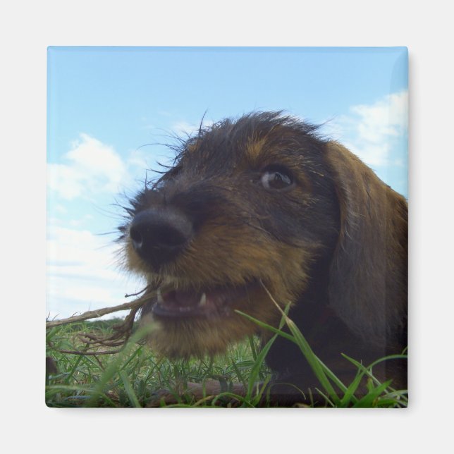 Íman Mischievous Dachshund Puppy (Frente)