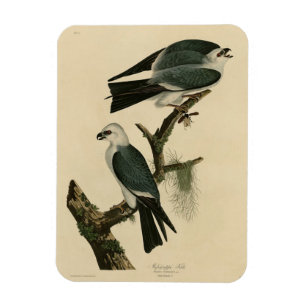 Íman Mississípi das Aves da América de Audubon