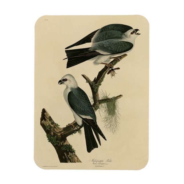 Íman Mississípi das Aves da América de Audubon (Vertical)