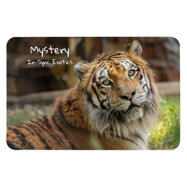 Íman Mistério -  (Horizontal)