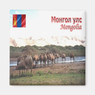Íman MN - Mongólia - Khongoryn Els Camels