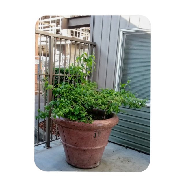 Íman Mock Orange (Vertical)