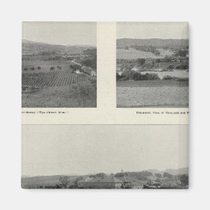 Íman Model Vineyards, Califórnia