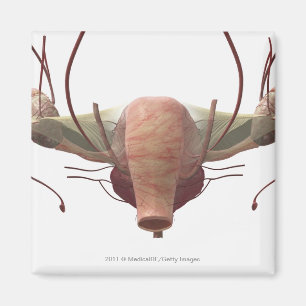 Íman modelo 3d do sistema reprodutivo fêmea