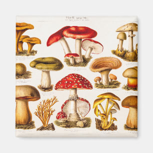 Íman Modelo da variedade do cogumelo dos 1800s do