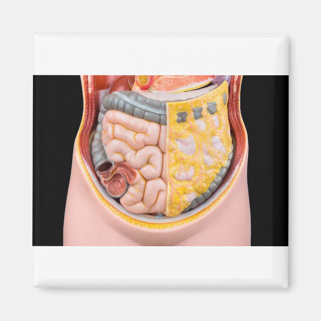 Íman Modelo de abdômen humano com intestinos (Frente)