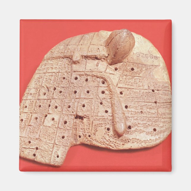 Íman Modelo de fígado de ovelha (Frente)