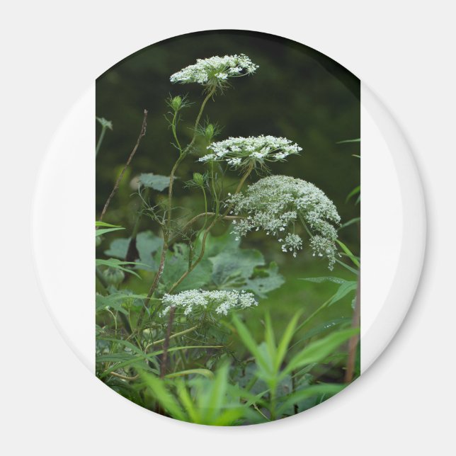 Íman modelo de ímã redondo (Frente)