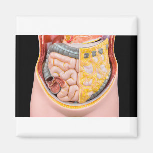 Íman Modelo do abdômen humano com intestinos