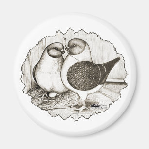 Íman Modena Gazzi Pigeons