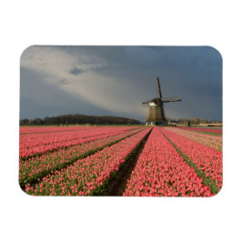 Íman Moinho de vento com tulipas rosa em primavera
