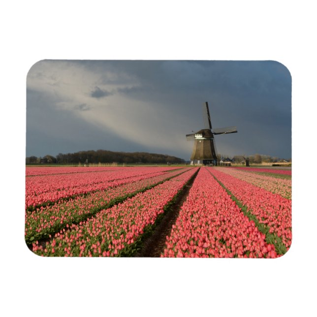 Íman Moinho de vento com tulipas rosa em primavera (Horizontal)