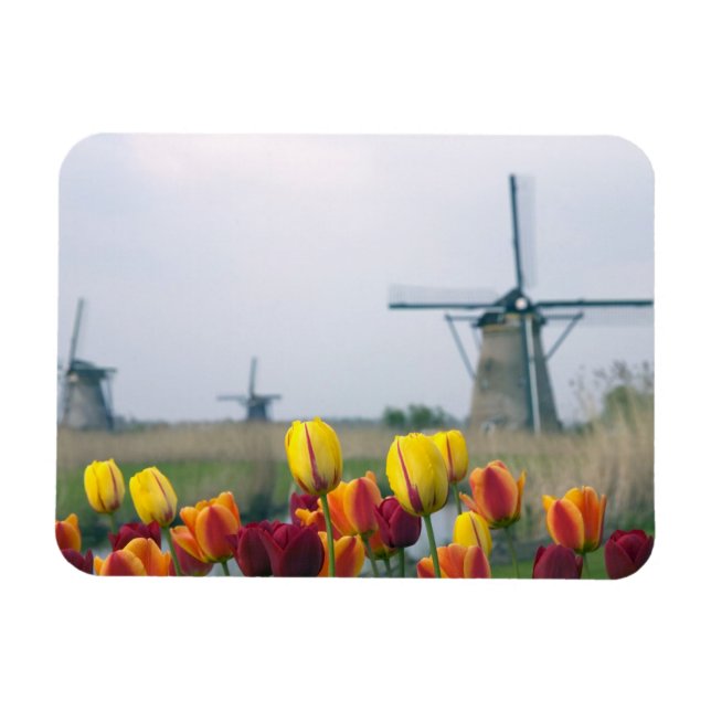 Íman Moinhos de vento e tulipas ao longo do canal em (Horizontal)