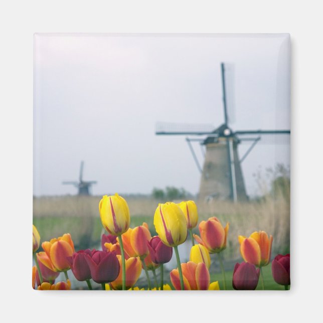 Íman Moinhos de vento e tulipas ao longo do canal em (Frente)