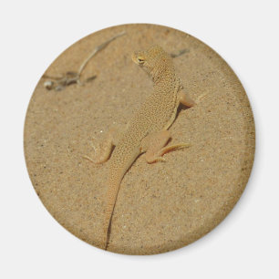 Íman Mojave Fringe-Toed Lizard