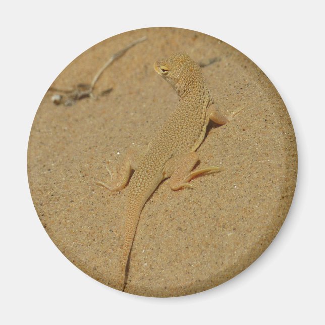 Íman Mojave Fringe-Toed Lizard (Frente)