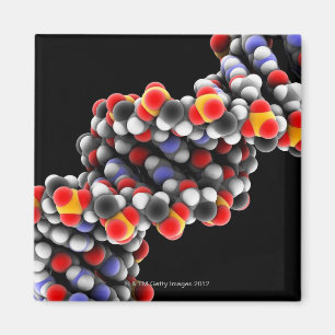 Íman Molécula do ADN. Modelo molecular do ADN