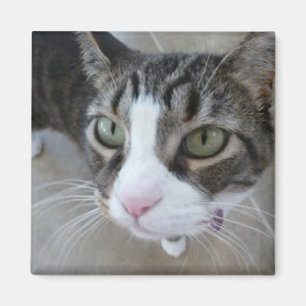 Íman Molly está te vendo Gatinho Magnet