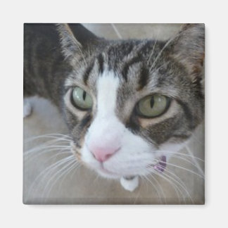 Íman Molly está te vendo Gatinho Magnet