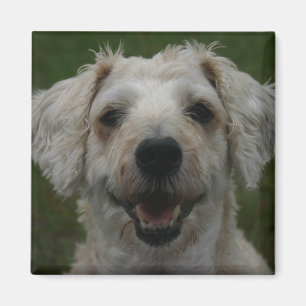 Íman Mollywog o ímã do cão