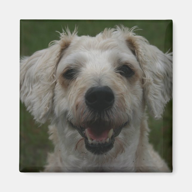 Íman Mollywog, o Magneta do Cachorro (Frente)