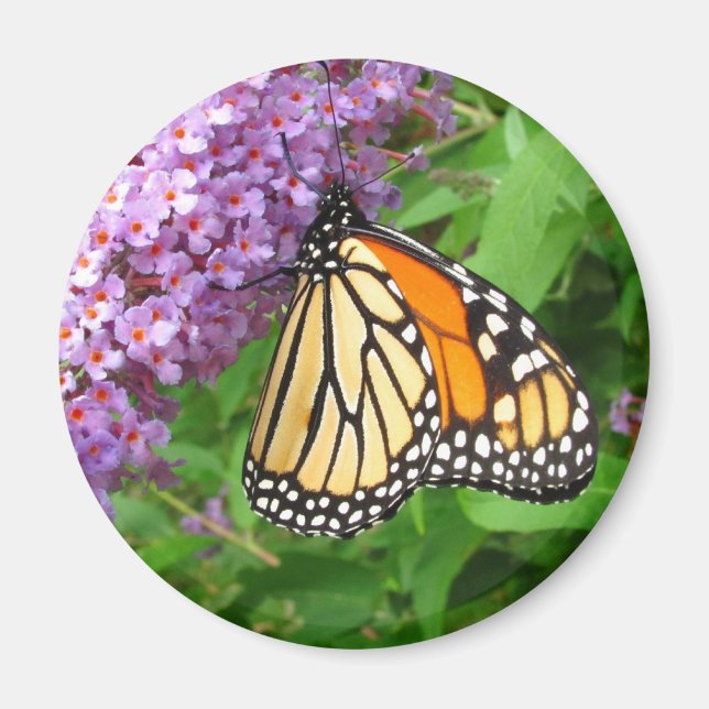 Íman Monarca bonito (Frente)