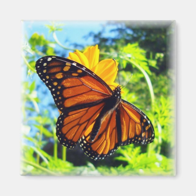 Íman Monarca Borboleta Magnet (Frente)