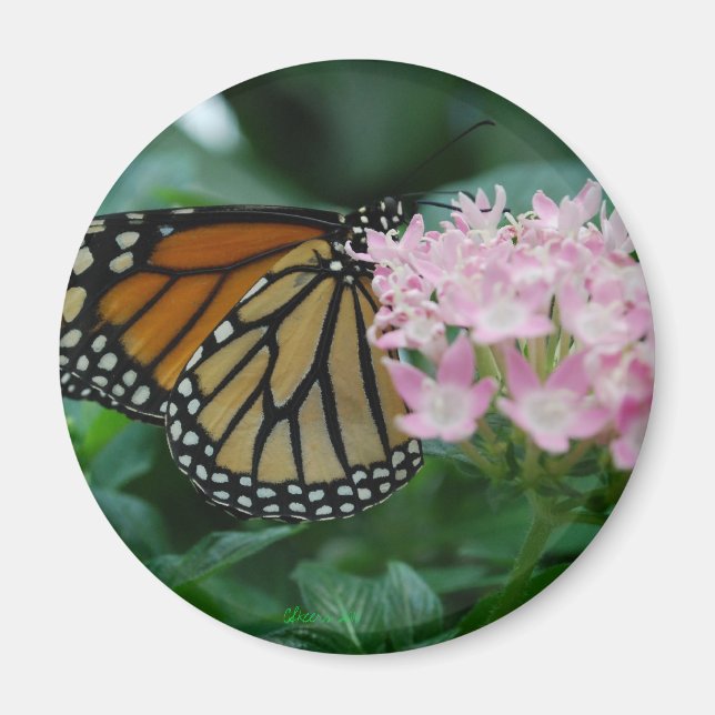 Íman Monarca Borboleta Magnet (Frente)