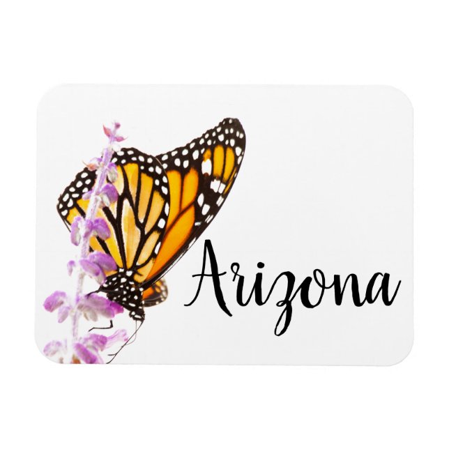 Íman Monarca empoleirada na lavanda, Arizona (Horizontal)