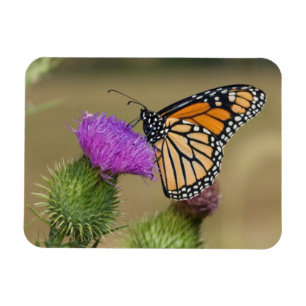 Íman Monarca no cardo do pasto Thistle Prairie Ridge