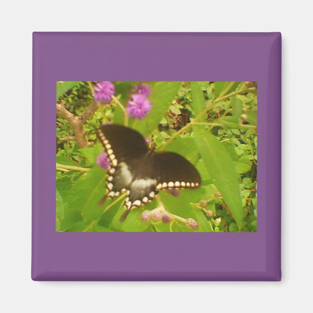 Íman Monarca Preta (Frente)