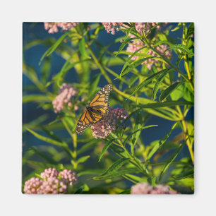 Íman Monarch And Milkweed