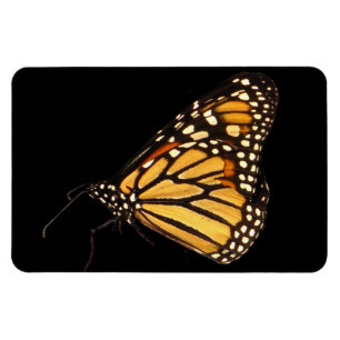 Íman Monarch Butterfly