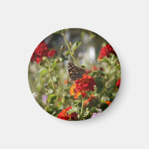 Íman "Monarch" Magnet