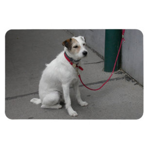 Íman Mongrel Branco Doce