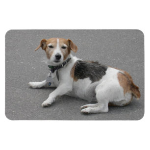 Íman Mongrel de Beagle
