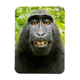 Íman Monkey Selfie